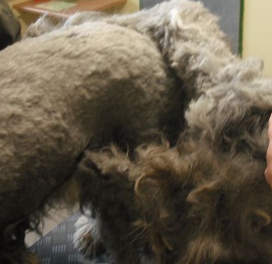 Verfilztes Hundefell wird gebürstet