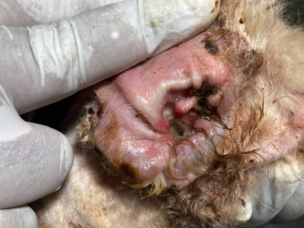 Hundeohren Nahaufnahme